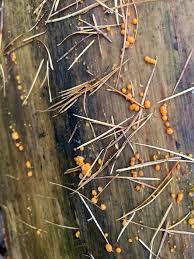 Attēlu rezultāti vaicājumam “Enerthenema papillatum stalked”