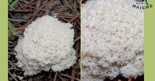 Attēlu rezultāti vaicājumam “Fuligo cinerea”