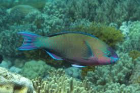 Image result for Scarus psittacus