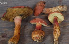 Attēlu rezultāti vaicājumam “Xerocomus rubellus”