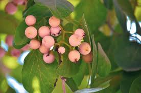 Attēlu rezultāti vaicājumam “Caragana arborescens fruit”