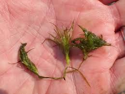 Attēlu rezultāti vaicājumam “Najas flexilis”