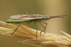 Attēlu rezultāti vaicājumam “Myrmus miriformis”