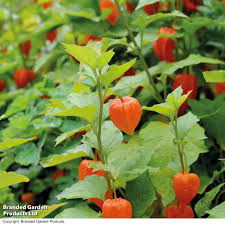 Image result for Physalis alkekengi