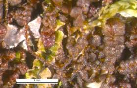 Attēlu rezultāti vaicājumam “Frullania fragilifolia”