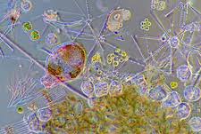 Attēlu rezultāti vaicājumam “Cyanophyta”