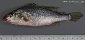 Image result for Micropogonias undulatus