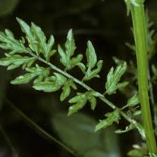 Attēlu rezultāti vaicājumam “Cardamine impatiens fruit”
