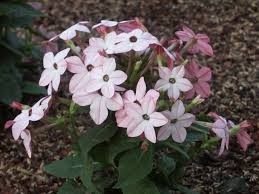 Image result for Nicotiana x sanderae `Perfume`F1
