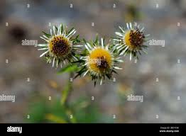 Attēlu rezultāti vaicājumam “Carlina biebersteinii flower”