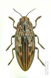 Attēlu rezultāti vaicājumam “Chalcophora mariana”