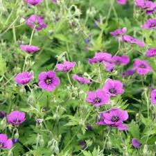 Attēlu rezultāti vaicājumam “Geranium pyrenaicum”