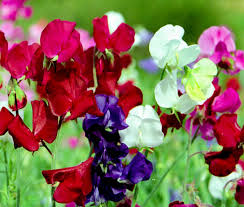 Image result for Lathyrus odoratus