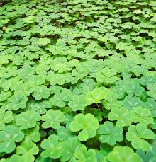 Attēlu rezultāti vaicājumam “Oxalis acetosella”