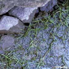 Attēlu rezultāti vaicājumam “Subularia aquatica”