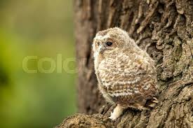 Attēlu rezultāti vaicājumam “Strix aluco juvenile”