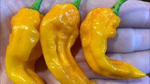 Afbeeldingsresultaat voor yellow fratali hot pepper