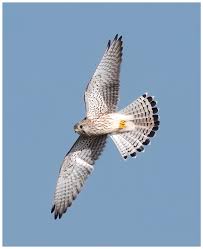 Attēlu rezultāti vaicājumam “Falco tinnunculus”