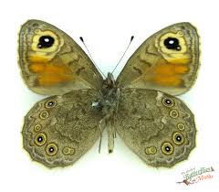 Attēlu rezultāti vaicājumam “Lasiommata maera”