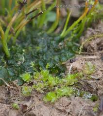 Attēlu rezultāti vaicājumam “Fossombronia wondraczekii”