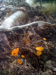 Attēlu rezultāti vaicājumam “Caloscypha fulgens”