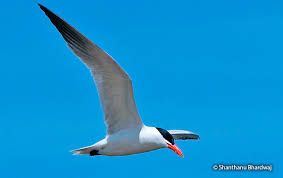 Attēlu rezultāti vaicājumam “Hydroprogne caspia”