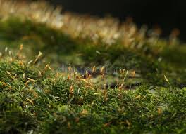 Attēlu rezultāti vaicājumam “Pohlia nutans sporophyte”