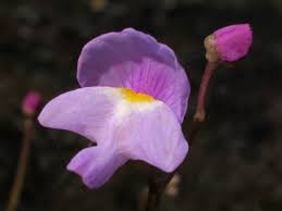 Attēlu rezultāti vaicājumam “Utricularia minor flower”