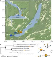 Attēlu rezultāti vaicājumam “Lycogala convexum young”