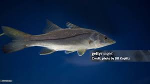 Image result for Centropomus parallelus