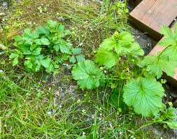 Image result for Geum urbanum