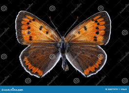 Attēlu rezultāti vaicājumam “Lycaena dispar female”