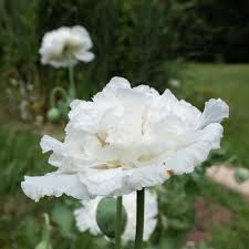 Image result for Papaver somniferum White Cloud