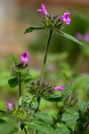 Attēlu rezultāti vaicājumam “Clinopodium vulgare fruit”