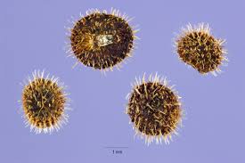 Attēlu rezultāti vaicājumam “Galium palustre fruit”