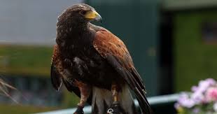 Image result for Wimbledon Hawks
