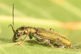 Attēlu rezultāti vaicājumam “Chrysanthia viridissima”