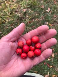 Attēlu rezultāti vaicājumam “Crataegus submollis fruit”