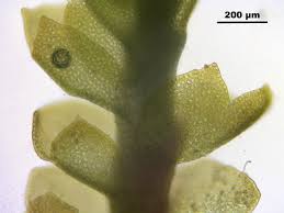 Attēlu rezultāti vaicājumam “Lophozia”