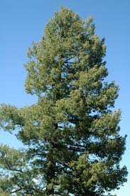 Attēlu rezultāti vaicājumam “Pseudotsuga menziesii var. glauca”