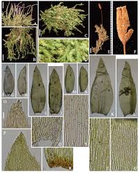 Attēlu rezultāti vaicājumam “Blepharostoma trichophyllum sporophyte”