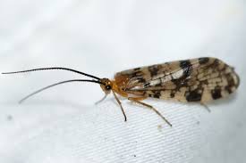 Attēlu rezultāti vaicājumam “Trichoptera”