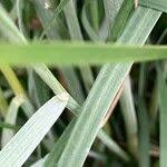 Attēlu rezultāti vaicājumam “Bromopsis inermis fruit”