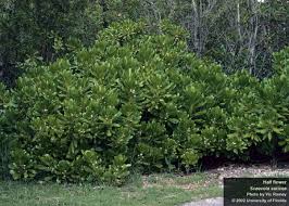 Attēlu rezultāti vaicājumam “Scardia boletella exuvia”