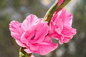 Attēlu rezultāti vaicājumam “Gladiolus imbricatus bud”