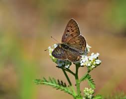 Attēlu rezultāti vaicājumam “Lycaena tityrus female”