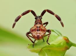 Attēlu rezultāti vaicājumam “Coreus marginatus nymph”