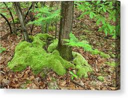 Attēlu rezultāti vaicājumam “Leucobryum glaucum”