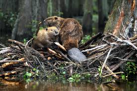 Image result for Beaver Sc