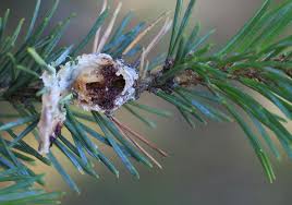 Attēlu rezultāti vaicājumam “Retinia resinella exuvia”